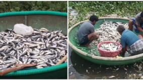 tons-of-dead-fish-floating-in-cauvery-river-at-mettur