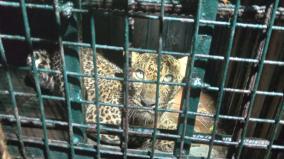 three-leopards-trapped-in-papanasam-forest