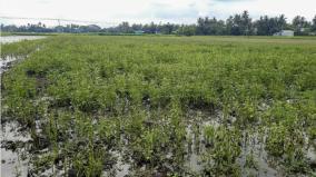 crops-affected-by-summer-rains-in-tamil-nadu-survey-work-begins