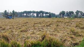 4-385-hectares-of-crops-submerged-in-tamil-nadu-due-to-heavy-rains-disaster-management-department-information