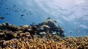 coral-reefs-dying-from-heat-waves