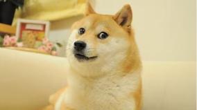 dog-that-inspired-doge-meme-dies-at-18