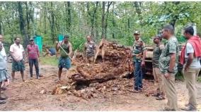 release-of-2-200-cubic-feet-of-water-from-pechiparai-dam-traffic-affected-by-falling-trees-at-kanyakumari