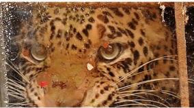 forest-department-to-capture-the-leopard-that-entered-the-house-with-anesthetic-injection-at-kudalur