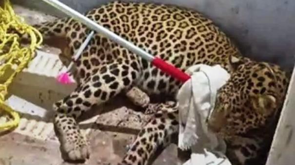 Gudalur: Leopard trapped from a house freed in forest belt