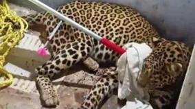 gudalur-leopard-trapped-from-a-house-freed-in-forest-belt