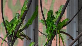 american-mountain-iguanas-gives-birth-to-53-hatchlings