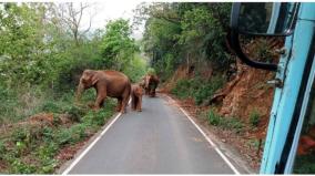 elephants-blocked-government-bus-on-manjur-kethai-road-traffic-affected