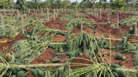 1000-papaya-trees-were-damaged-in-the-storm-near-kayathar