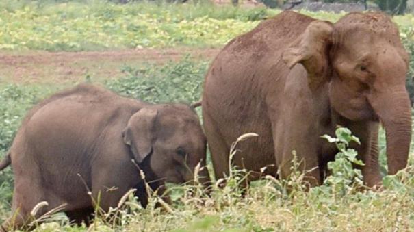 Case seeking to increase the height of power lines on elephant corridors: Central, state govts ordered to respond