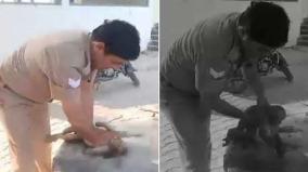 up-cop-performs-cpr-on-monkey-unconscious-from-scorching-heat