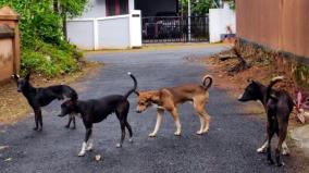 dog-bite-incidents-are-increasing-in-chennai