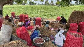 small-onion-price-hike-selling-at-rs-75-per-kg-in-madurai