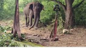 recovered-female-elephant-released-in-coimbatore