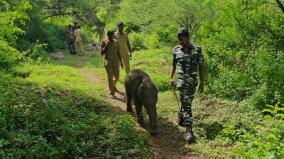elephant-will-taken-to-the-camp-as-efforts-to-reunite-with-mother-elecphant-failed