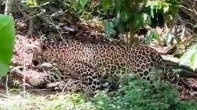 leopard-caught-after-4-days-in-gudalur