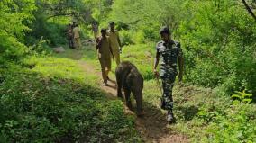 continued-efforts-to-integrate-cub-into-elephant-herd