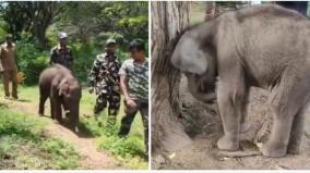 cub-elephant-send-to-mudumalai-elephant-camp-forest-department