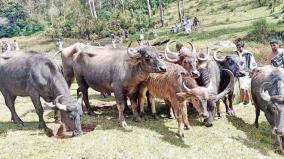 buffaloes-integral-part-of-thodars-lives-will-steps-to-protect-them-from-extinction