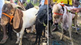 bakrid-price-of-rs-1-lakh-per-goat-weighing-80-kg-on-gundrampally-goat-market