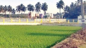 farmland-becoming-housing-nanjil-nadu-threatens-to-halve-the-paddy-fields