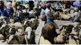 bakrid-festival-over-rs-10-crore-business-at-veppur-goat-market