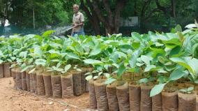 forest-department-has-produced-saplings-for-planting-in-sirumugai-forest