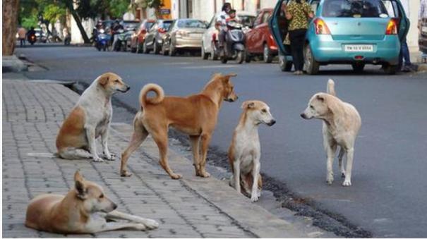 Stray dogs bite children near Achirpakkam