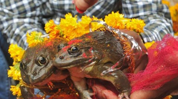 varanasi people in frog wedding for rain UP