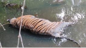 female-tiger-died-near-coimbatore