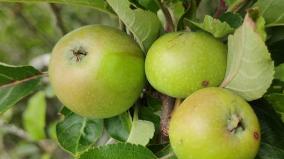 ooty-green-apple-season-has-started-in-coonoor
