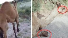five-arrested-for-chopping-off-camel-leg-in-pakistan-sindh