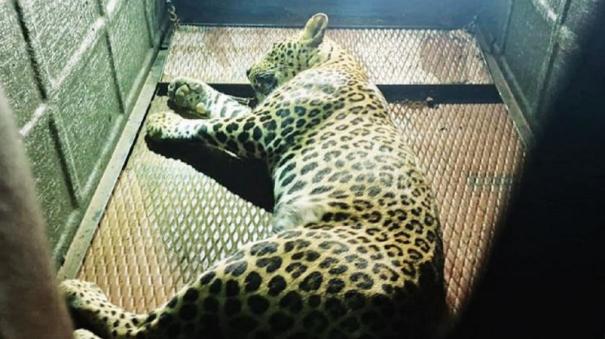 Where did the Leopard Caught on Thirupathur Come Fom? - Explanation by Forest Department Officials