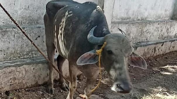 Tiruvottiyur: Young Woman Injured after being Buffalo Hit