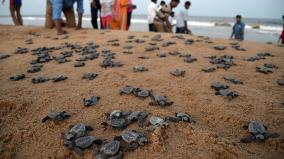 tn-forest-department-release-more-than-2-lakh-turtle-hatchlings-in-sea