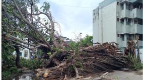 govt-estate-banyan-tree-fell-due-to-midnight-rains