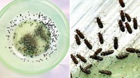 beetles-everywhere-beetles-on-anything-sleepless-muthunagar-deep-sleep-officials