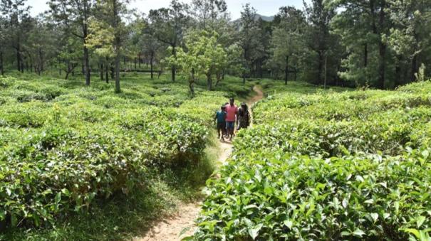 the story of manjolai tea estate workers