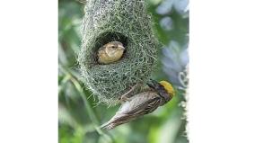 do-all-birds-nest