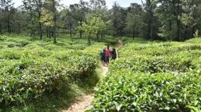 the-story-of-manjolai-tea-estate-workers