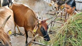 madurai-avaniyapuram-sangeetha-who-protects-country-cows