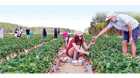 business-line-is-agro-tourism