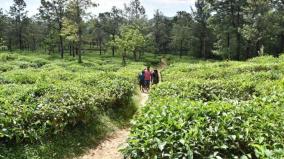 management-of-manjolai-tea-estate-is-not-under-tantea-jurisdiction-govt