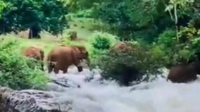 gudalur-an-elephant-swept-away-trying-to-cross-o-valley-river