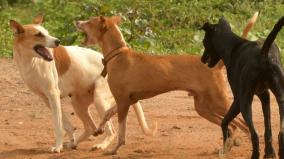 6-900-dogs-sterilized-so-far-this-year-chennai-corporation