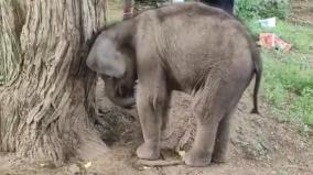 elephant-calf-in-mudumalai-dies