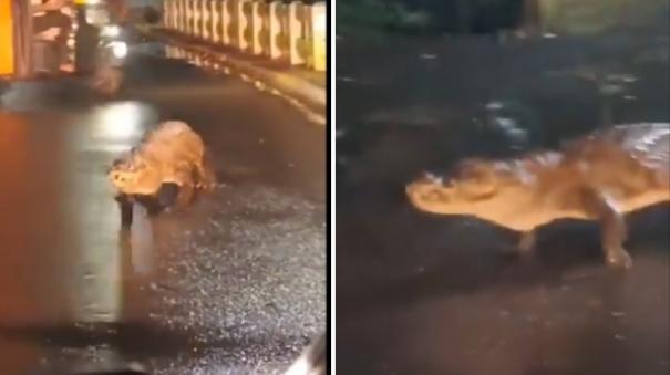 Crocodile takes a walk amid rain on Maharashtra city road, video goes viral