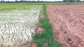 delta-district-likely-to-lose-4-lakh-tonnes-of-food-production