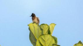 bulbul-photograph-clicked-by-mammootty-auctioned-for-3-lakh