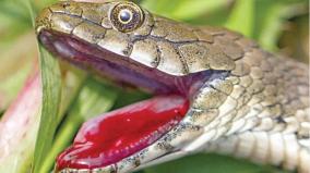 it-is-a-dice-snake-that-makes-you-say-whether-it-is-world-acting